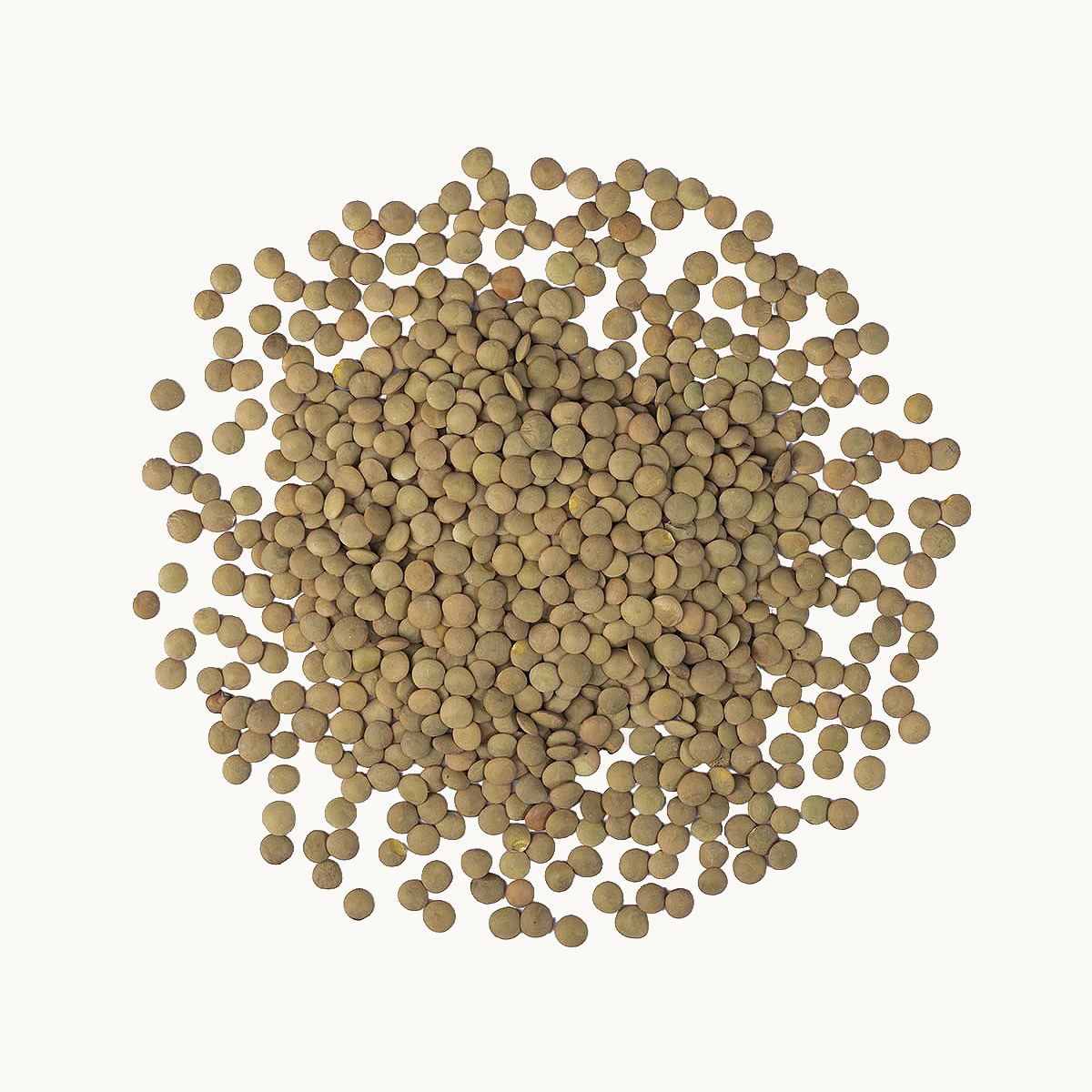Lenteja Richlea Americana